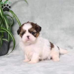 Bella Angel, Shih Tzu Puppy